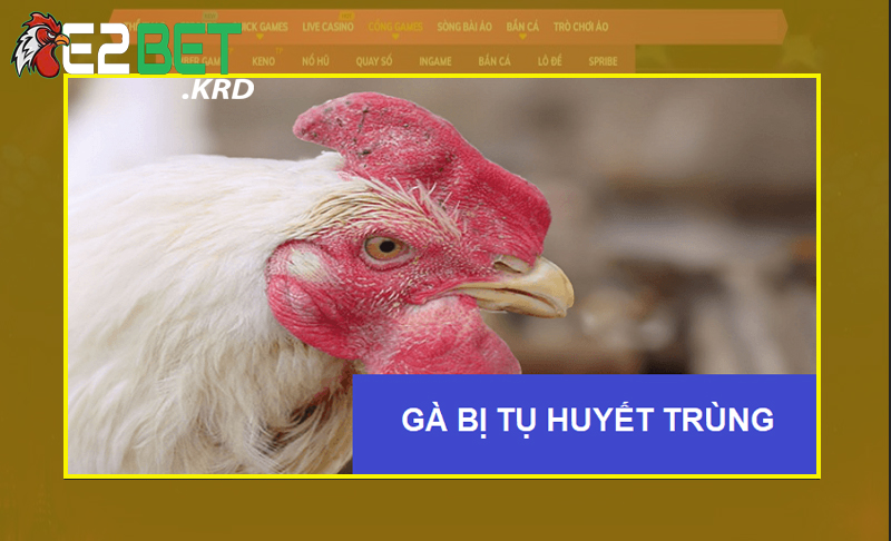 Căn bệnh huyết tụ trùng ở gà đá