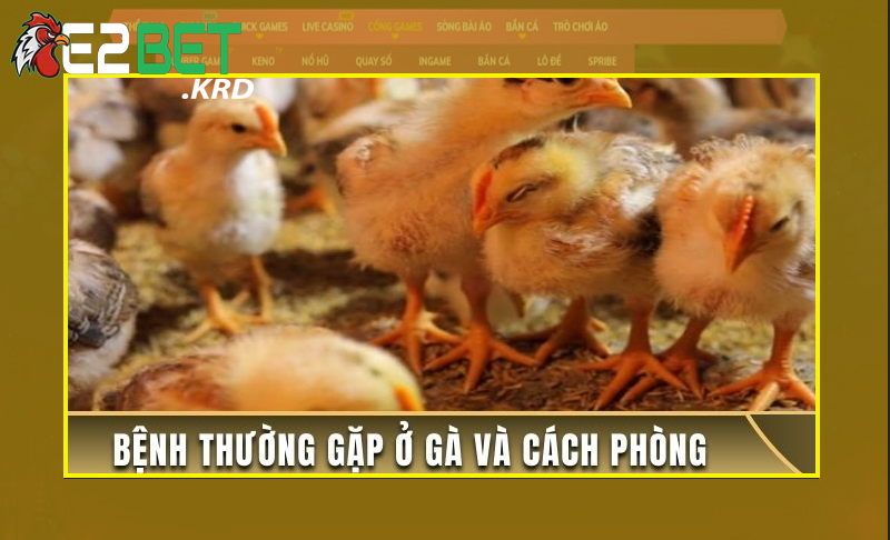 Tổng hợp các bệnh ở gà chọi hay mắc phải bạn cần lưu ý