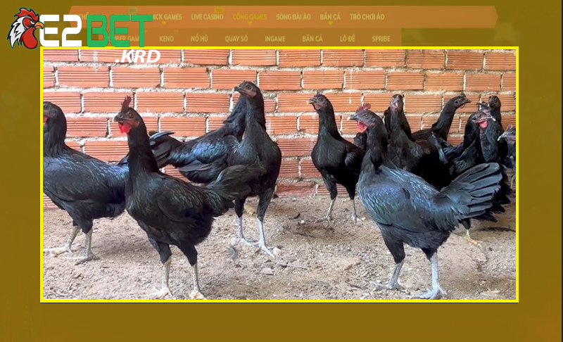 Đa dạng các giống gà Peru phổ biến trên thị trường