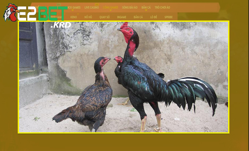 Các tác động cơ bản đến gà chọi cần nắm rõ