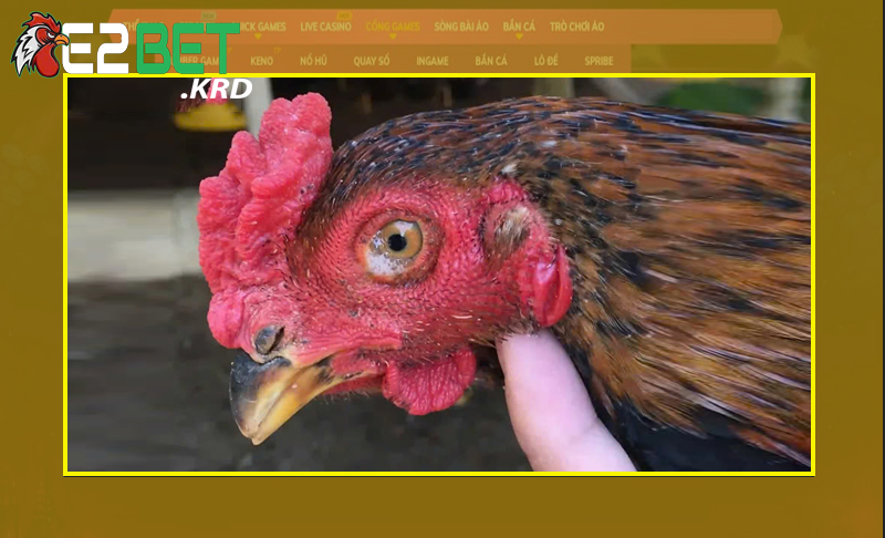 Phương thức điều trị gà bị phù đầu hiệu quả