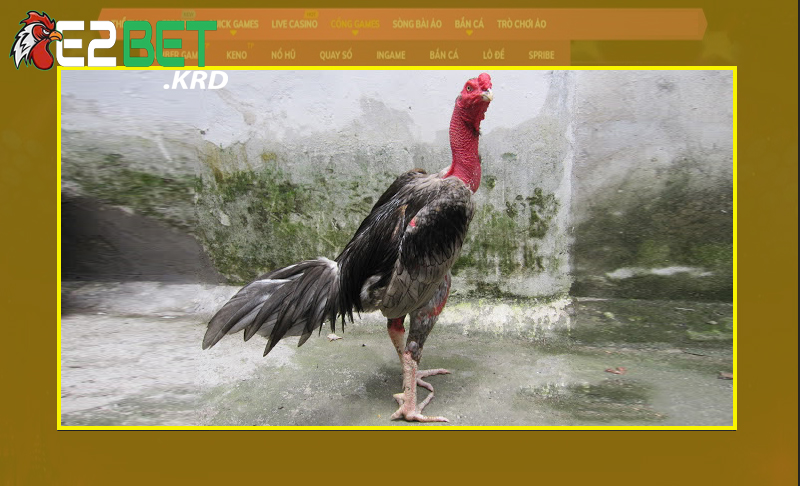 Dựa vào ngoại hình để lựa chọn gà chọi