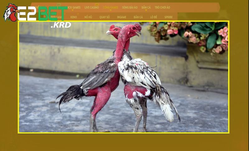 Cách chọn gà chọi nhờ vào thể lực thi đấu