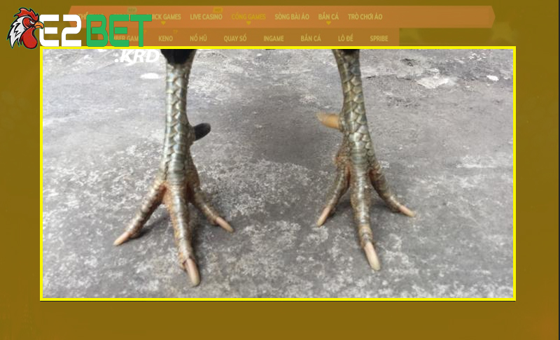 Điểm nổi bật của gà cựa Nhật Nguyệt thế nào?