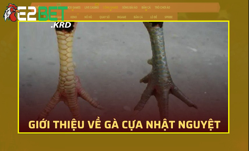 Hiểu cơ bản về gà cựa Nhật Nguyệt ra sao?