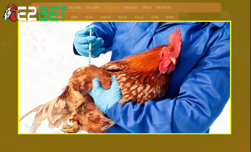 Các thời điểm tiêm phòng gì cho gà chọi phù hợp