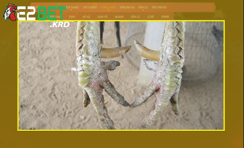 Áp dụng đúng chỉ dẫn mang lại cựa gà đúng yêu cầu