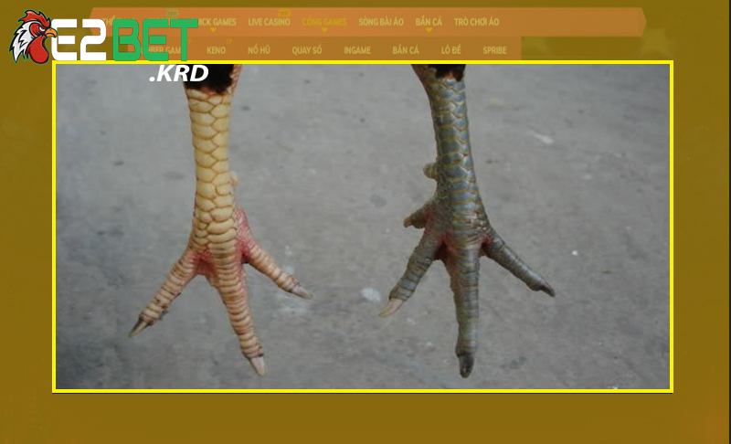 Vài điểm lưu ý khi chọn gà cựa Nhật Nguyệt đúng chuẩn