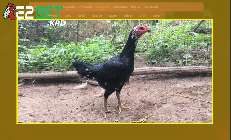 Nắm rõ về tầm quan trọng môi trường sống của gà chọi