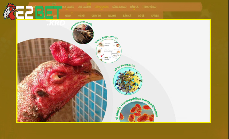 Các nguyên nhân dẫn đến gà đá bị sưng phù đầu