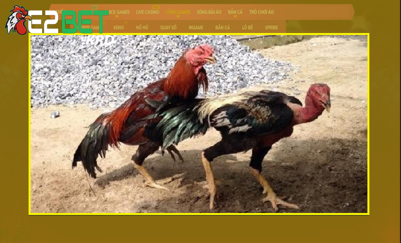 Tìm hiểu về các nguyên nhân làm gà chọi yếu đi