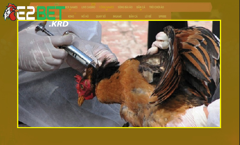 Giá trị nổi bật khi tiêm phòng cho gà đá