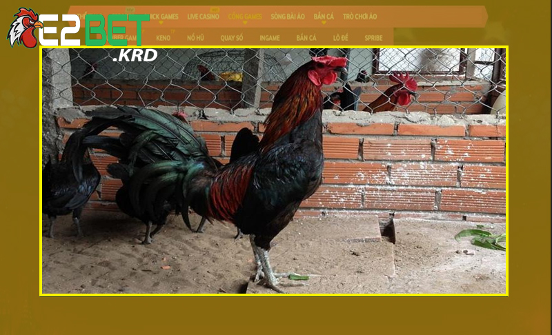 Tìm hiểu sơ bộ về giống gà Peru thế nào?