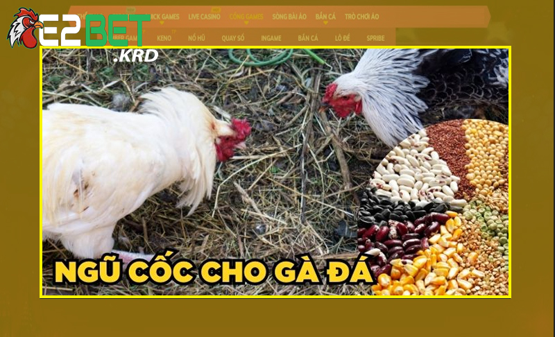 Tìm hiểu về các công thức ngũ cốc cho gà đá