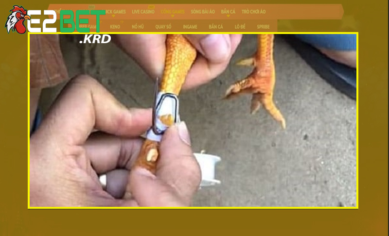 Giá trị nổi bật khi sử dụng cách mài cựa gà chuẩn