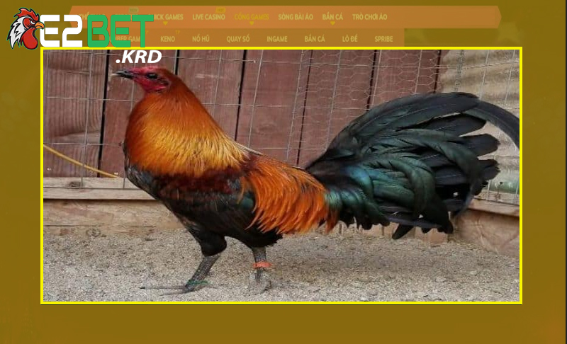 Đôi nét độc đáo của gà Peru ấn tượng